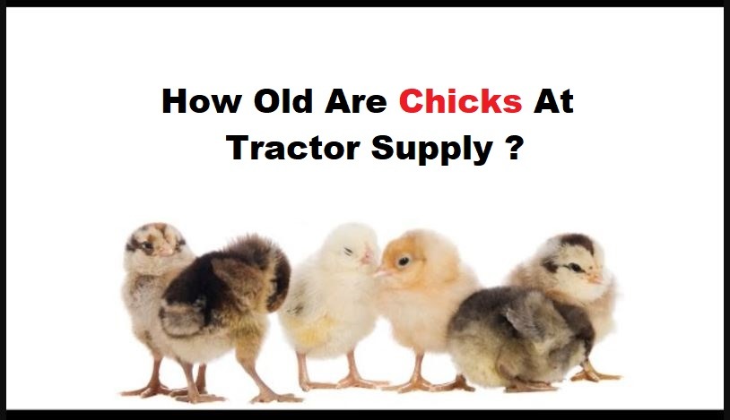 How Old Are Chicks At Tractor Supply