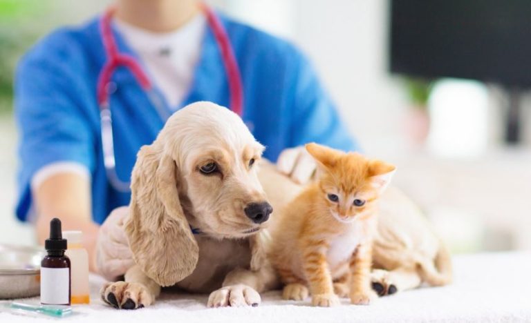 30+ Free Veterinary Care for Low Income Pet Owners